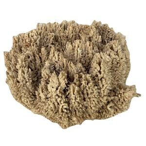 HUGE! Vintage Natural Unbleached Sea Sponge 15" x 15" x 10"